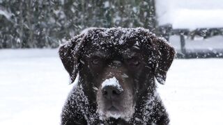 Winterhalter - id | Trending HD Video 94