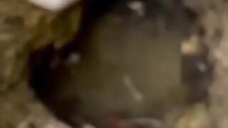 Looking for a fish or eel... Thanks for watching..!! 33