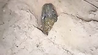Looking for a fish or eel videos... Thanks for watching..!!