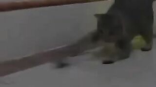 Cat Pants Like a Dog after Playing with Mouse