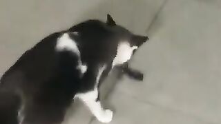 Cat vs Lizard 8