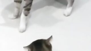 Cat Lunge Attack