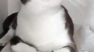 Cat Politely Asks to be Petted 2