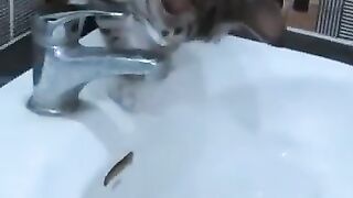 Cat Plays with Mouse in Sink