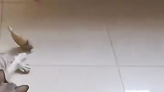 Cat Goes Crazy on Toy Fish