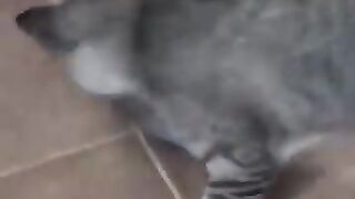 Cat Gives Mouse a Bath 2