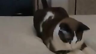 Cat Attacks Feet 2