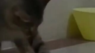 Cat Captures Mouse 4