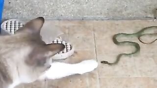 Take Hold of the Snake