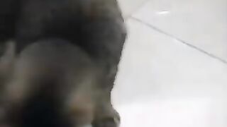 Cat Thinks Lizard is a Soccer Ball