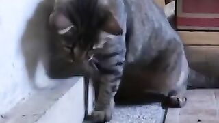 Cat vs Snake 12
