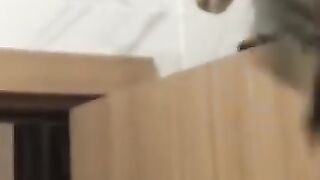 Cat Jumps on Door 2