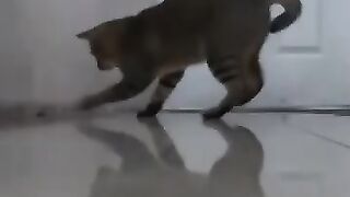 Cat vs Lizard 9
