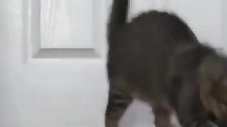 Cat Tap Dances with Lizard