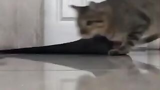 Cat Squishes Lizard 2