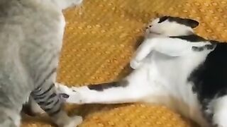 Cat Staring Contest 2