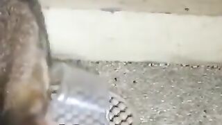 Cat vs Snake 13