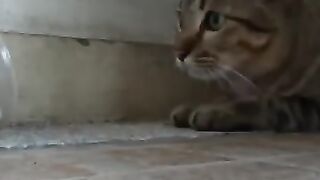 Cat Pounces on Snake