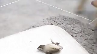 Look What the Cat Dragged In