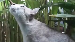 Cat Chatters While Hunting Birds