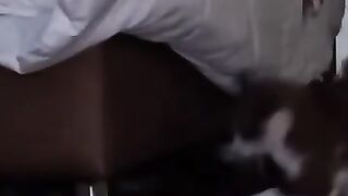 Cat Goes Ballistic 2