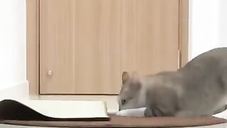 Cat Jumps to Avoid Attack