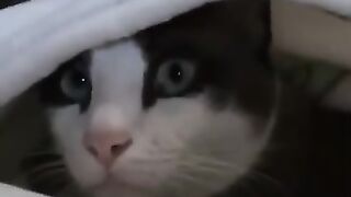 Cat Hides from the World 2