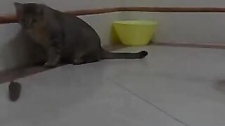 Real Life Tom and Jerry