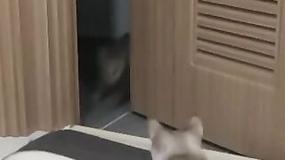 The Creature from the Abyss