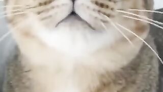 Cat Has Important Message for Humanity 2