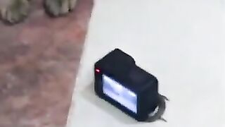 A Cat, a Lizard, and a Camera