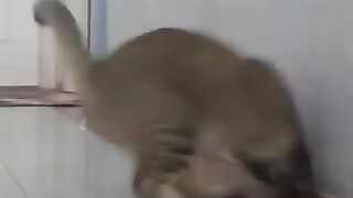 Why Cats Love Lizards