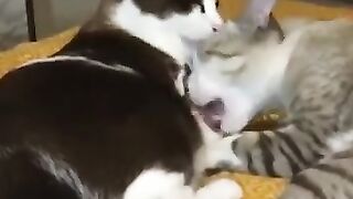 What Happens When Cat Bites Another Cat’s Foot 2