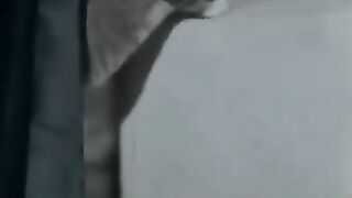 Cat Goes Slightly Mad