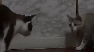 Cat Gets Cornered