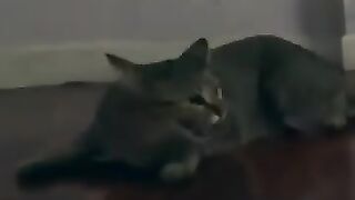Cat Hisses at Cat