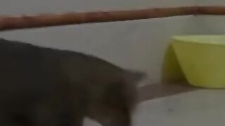 Cat vs Mouse 6