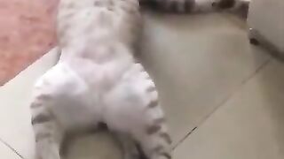 Cat Comes Back from the Dead 2