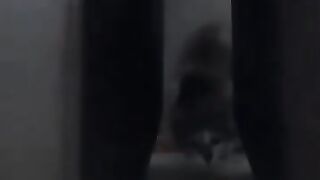 Cat Plays with Toy 2