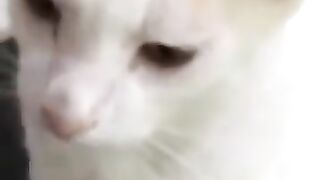 Cat Has Something to Say