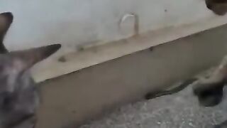 Cat Gives Warning Hiss