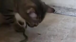 Cat Overpowers Snake