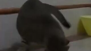 Cat vs Mouse 7