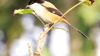 Wild Songbird in Action – long tailed shrike Hunting & Singing in Natural Habitat