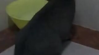 Cat Apprehends Mouse