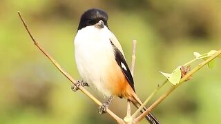 Deadly Beauty of the Shrike – Small Bird with a Predator Instinct
