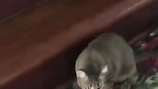 Bird Tries to Escape from Cat