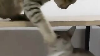 Cat Slap in Slow Motion