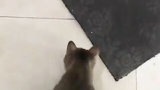 Cat Plays with Snake