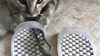 Snake, Shoes, Cat